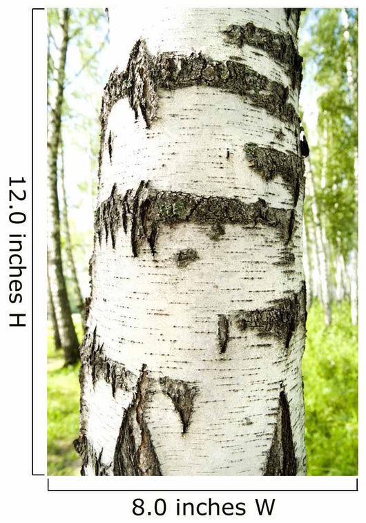 Birch