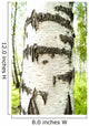 Birch