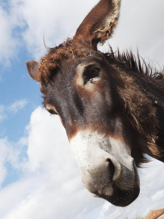 Donkey's head against a blue sky with cloud Wall Mural