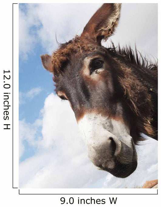 Donkey's head against a blue sky with cloud Wall Mural