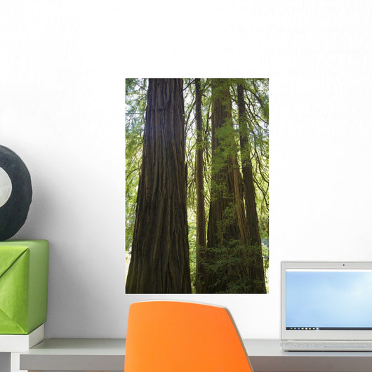 Redwoods In Muir Woods National Monument Wall Mural