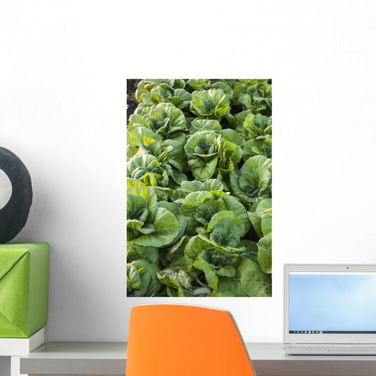 Potato Field Wall Mural