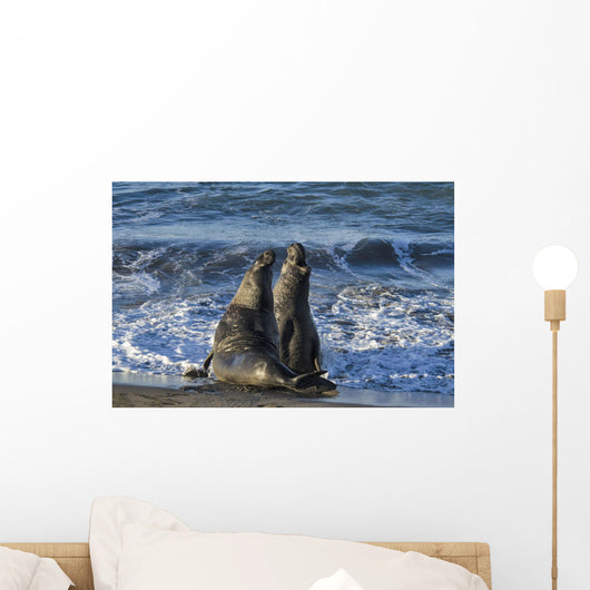 Northern Elephant Seal On The Central California Coast Wall Mural