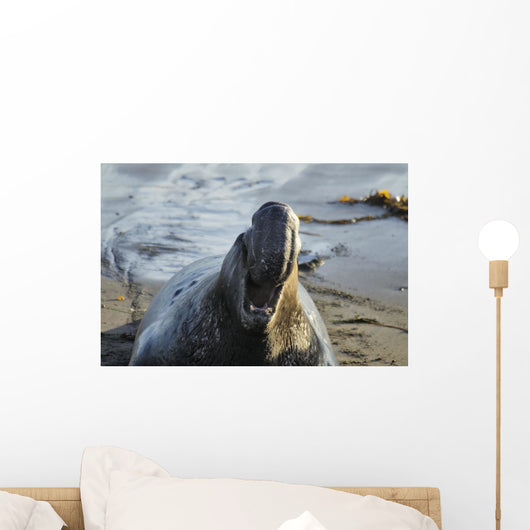 Northern Elephant Seal On The Central California Coast Wall Mural