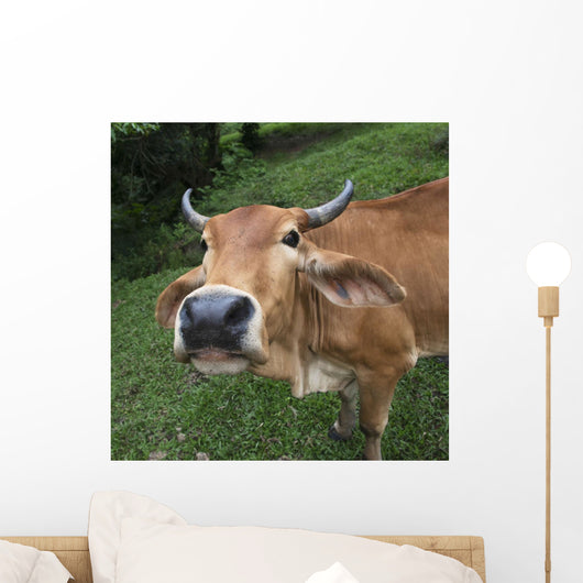 Close Up Of The Face Of A Cow Wall Mural