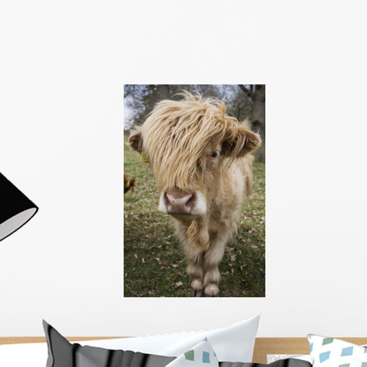 Cow With Long Hair Over It's Face Wall Mural