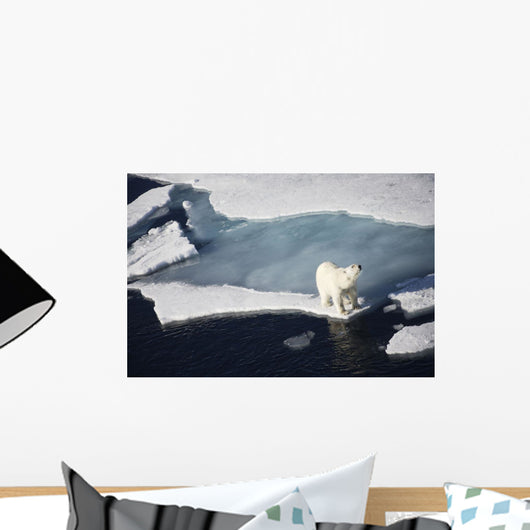 Polar bear on melting sea ice, high angle view from cruise ship Wall Mural