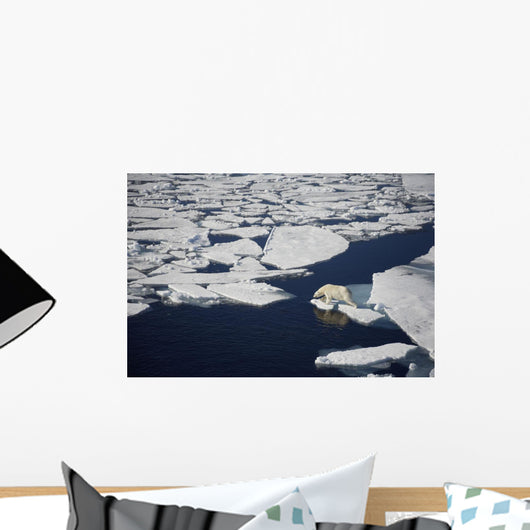 Polar bear on melting sea ice, high angle view from cruise ship Wall Mural