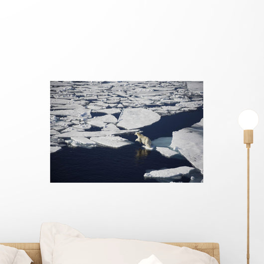 Polar bear on melting sea ice, high angle view from cruise ship Wall Mural