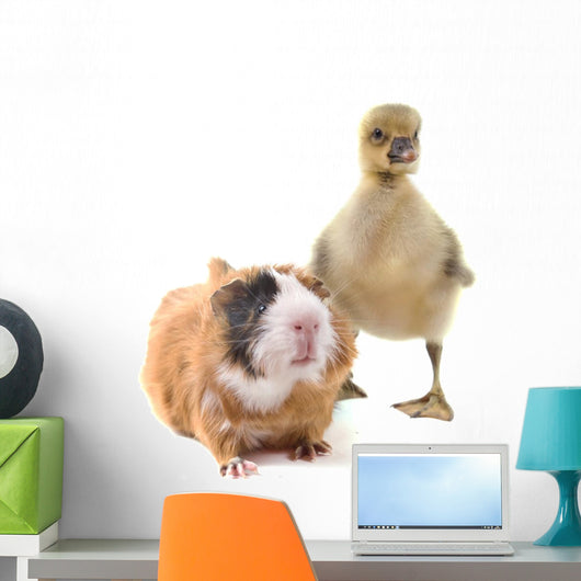 Duckling and Guineapig Wall Decal
