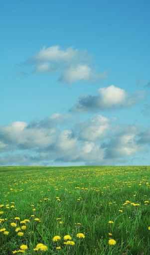 Field and Blue Wall Decal