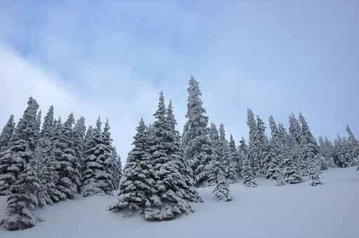 Snow Trees Wall Decal
