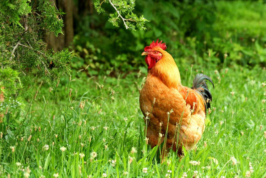 Rhode Island Red Rooster Wall Mural