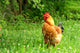 Rhode Island Red Rooster Wall Mural