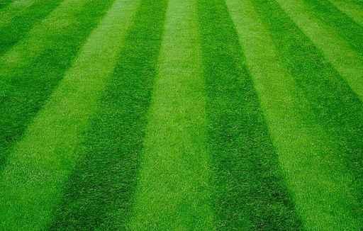 Grass Wall Decal Design 3