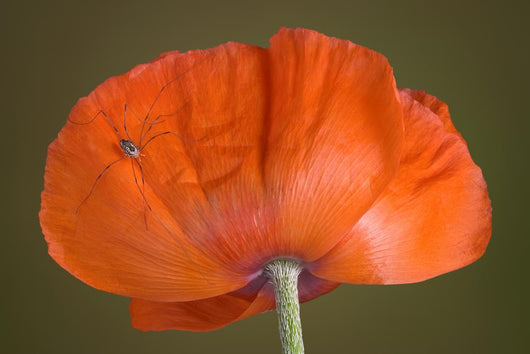 Daddy Long Legs Orange Wall Mural