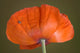 Daddy Long Legs Orange Wall Mural