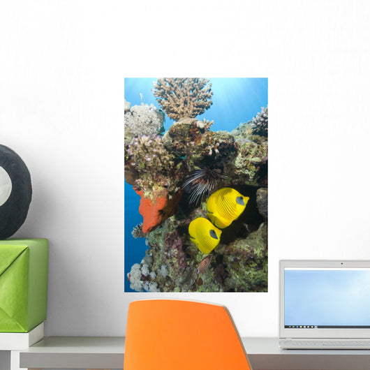 Tropical Coral Reef Fish