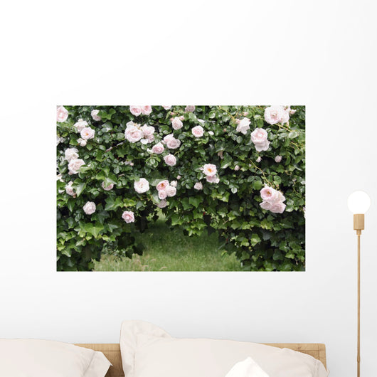 Archway of roses and ivy Wall Mural