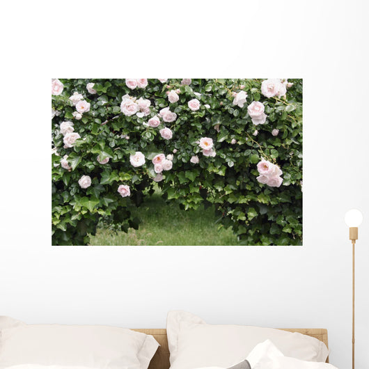 Archway of roses and ivy Wall Mural