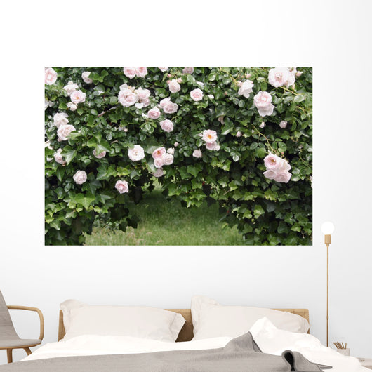 Archway of roses and ivy Wall Mural