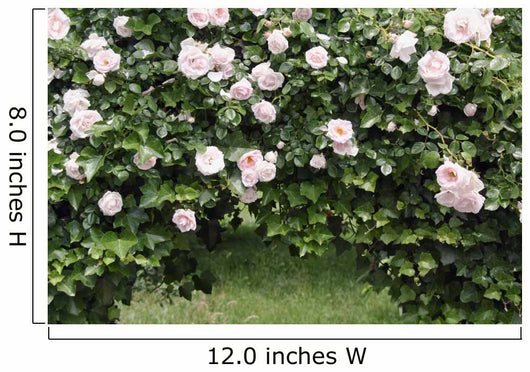 Archway of roses and ivy Wall Mural