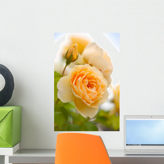 yellow romantic roses in garden Wall Mural