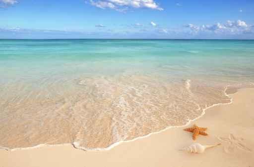 Sea Shells Starfish Tropical Wall Decal