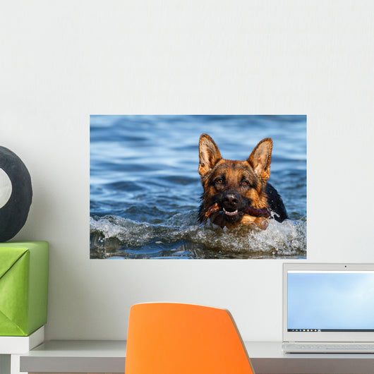 German Shepherd Water