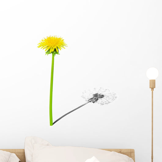 Young dandelion with shade of the old dandelion Wall Decal