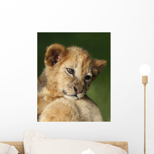 Lion Cub