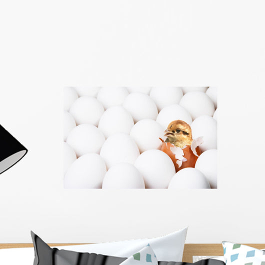 New-born Chick