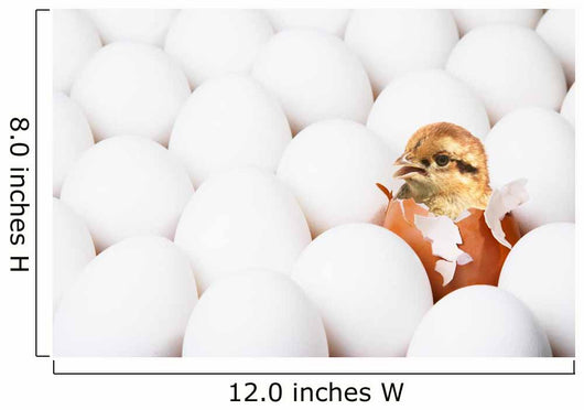 New-born Chick