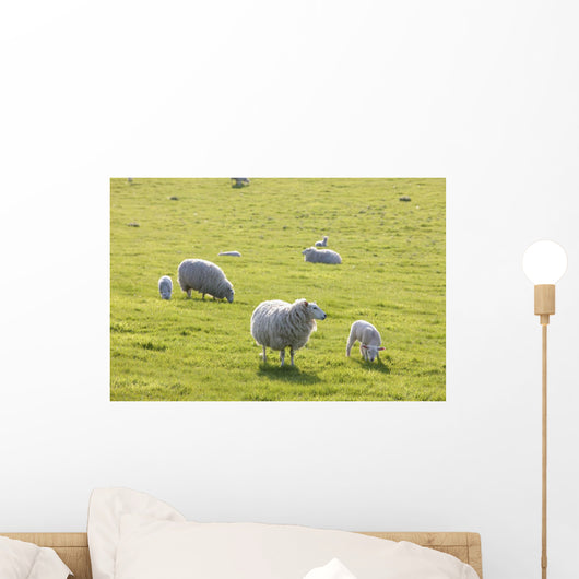 Sheep Wall Mural