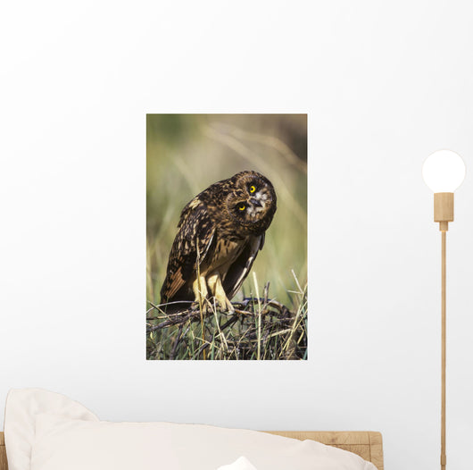 A Juvenile Short-Eared Owl Surveys The Scene Wall Mural