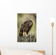 A Juvenile Short-Eared Owl Surveys The Scene Wall Mural