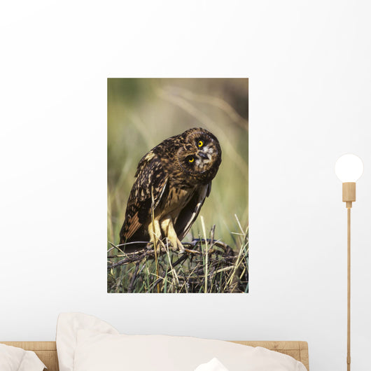 A Juvenile Short-Eared Owl Surveys The Scene Wall Mural