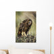 A Juvenile Short-Eared Owl Surveys The Scene Wall Mural