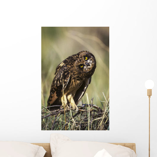 A Juvenile Short-Eared Owl Surveys The Scene Wall Mural