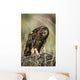 A Juvenile Short-Eared Owl Surveys The Scene Wall Mural