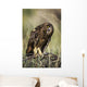 A Juvenile Short-Eared Owl Surveys The Scene Wall Mural
