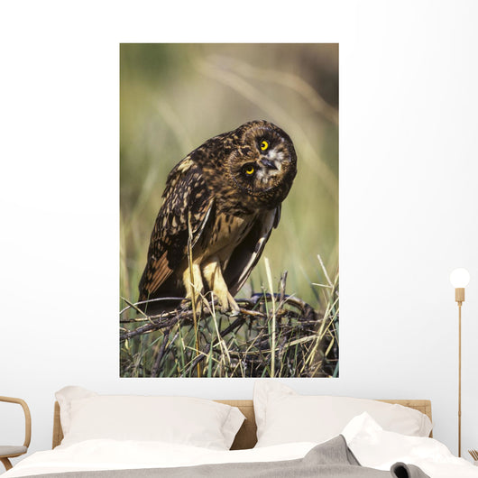 A Juvenile Short-Eared Owl Surveys The Scene Wall Mural