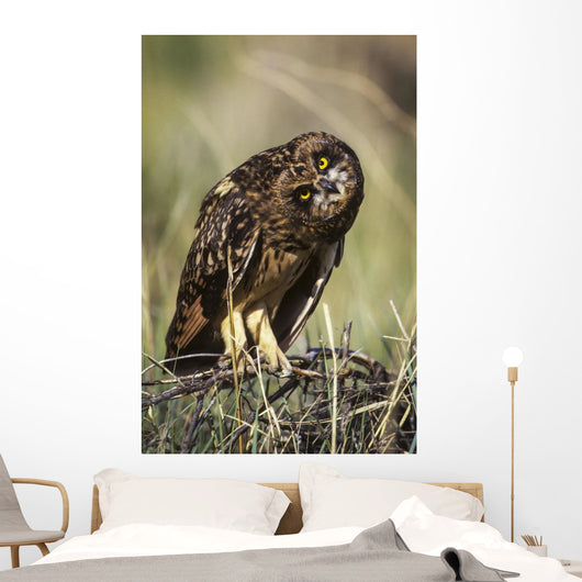 A Juvenile Short-Eared Owl Surveys The Scene Wall Mural