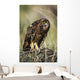 A Juvenile Short-Eared Owl Surveys The Scene Wall Mural