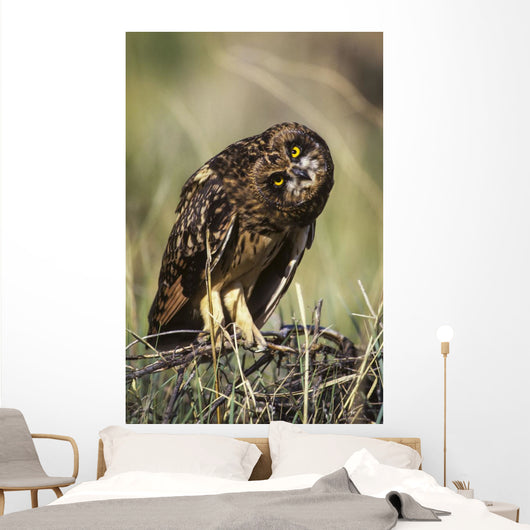 A Juvenile Short-Eared Owl Surveys The Scene Wall Mural