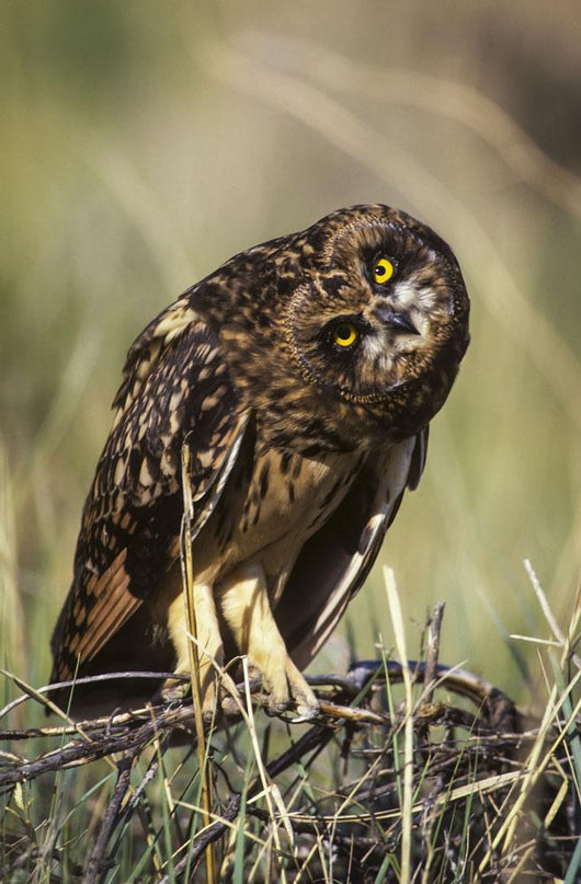 A Juvenile Short-Eared Owl Surveys The Scene Wall Mural