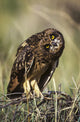 A Juvenile Short-Eared Owl Surveys The Scene Wall Mural