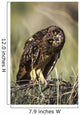 A Juvenile Short-Eared Owl Surveys The Scene Wall Mural