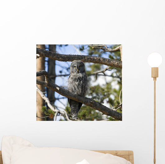 Great Grey Owl in Yellowstone National Park Wall Mural