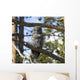 Great Grey Owl in Yellowstone National Park Wall Mural